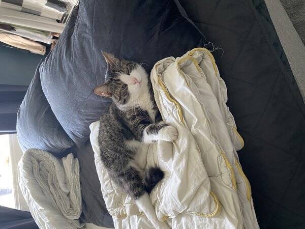 Katt