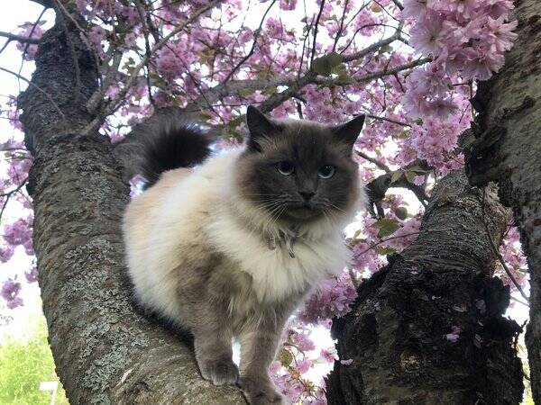 Katt