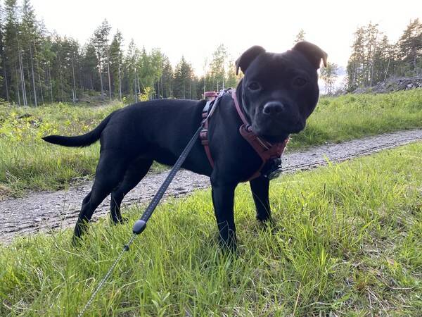 Hund - Staffen Nellie
