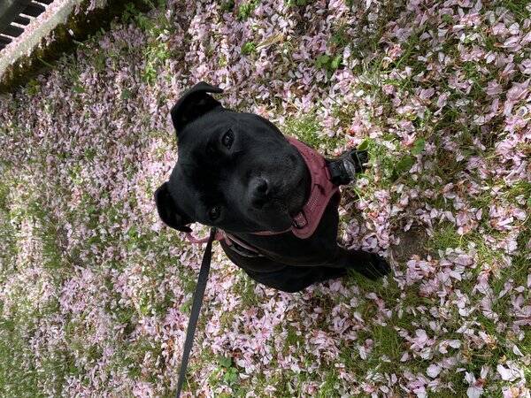 Hund - Staffen Nellie