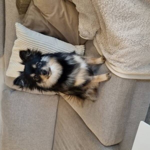 Hund - Selma 1 r 