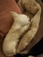 Chihuahua  Chihuahua