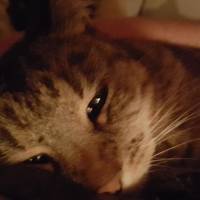 Kat Kat