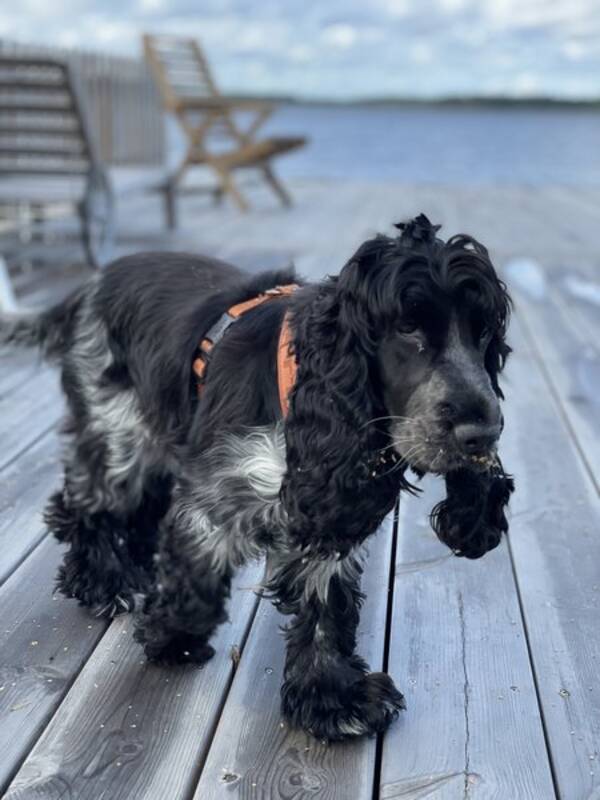 Hund - Cockerspaniel  Hund - Cockerspaniel