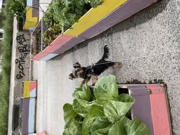 Hund - Yorkshire terrier  Hund - Yorkshire terrier