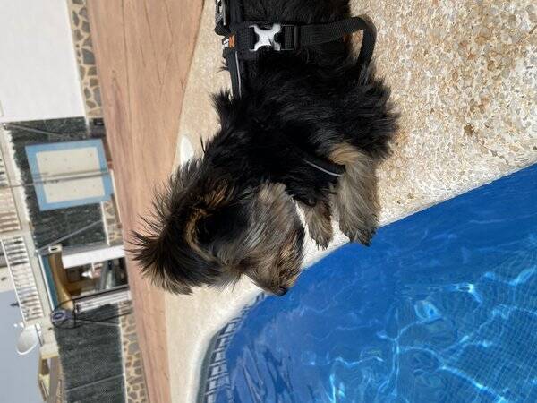 Hund - Yorkshire terrier 