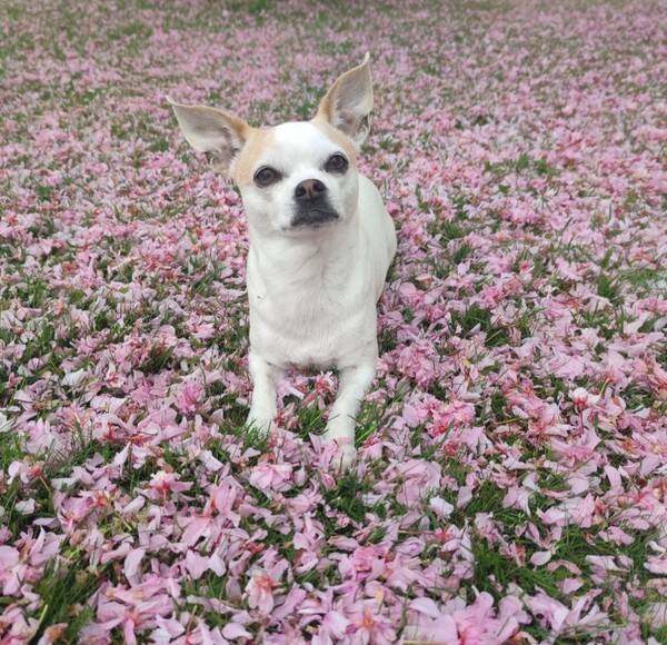Hund - Blandras chihuahua papillon