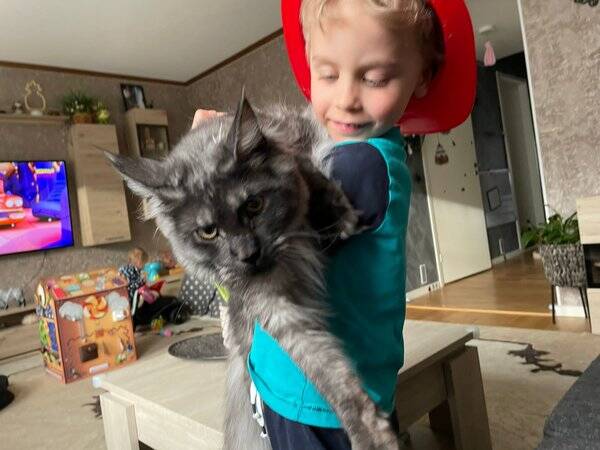 Katt - Maine coon.  Adam Mozart