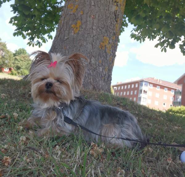 Hund - Dodo yorkie