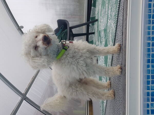 Hund - Vr lilla toypudel Toy Boy