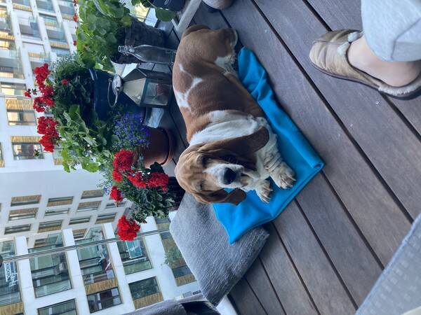 Hund - Basset Hound Charlie 7 r