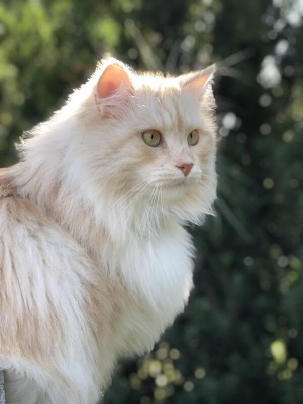 Katt - Sibirisk katt 