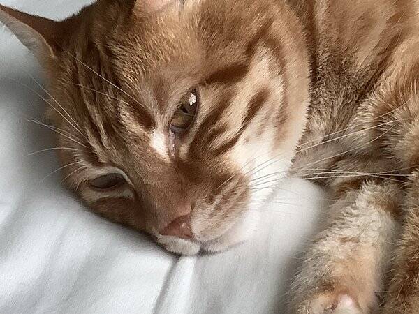 Katt - Marley