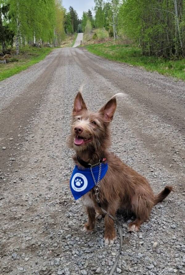 Hund - Podengon Alice