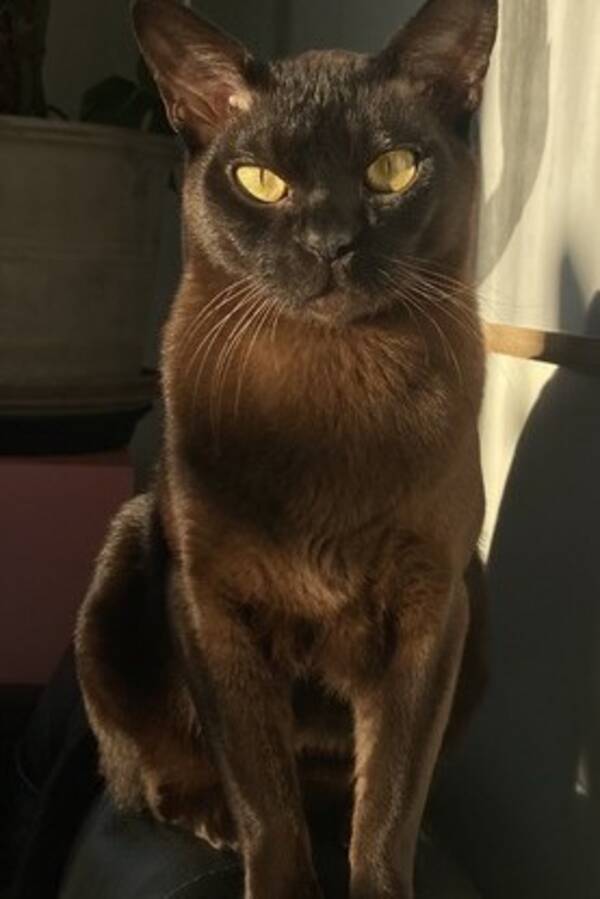 Katt - Burmakatt Sak