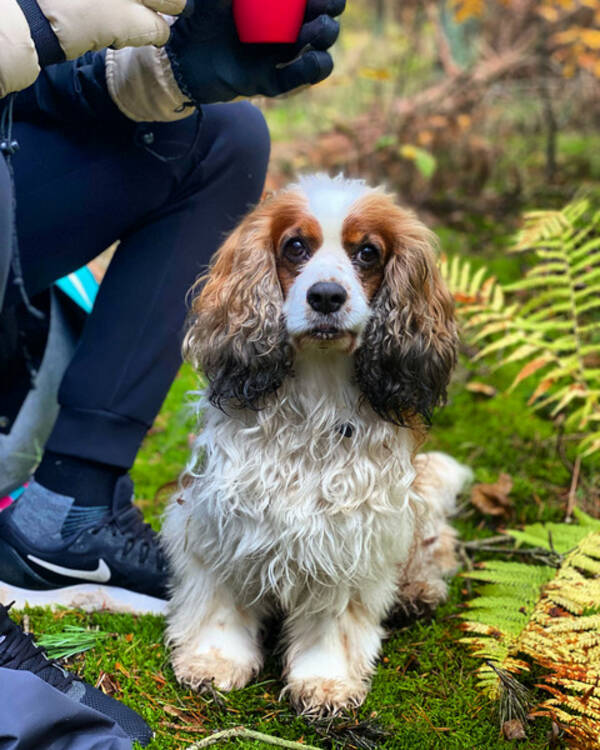 Hund - Spaniel Hobbe