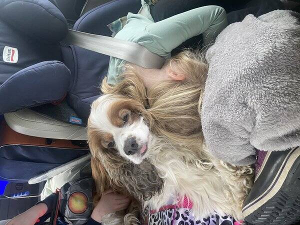 Hund - Spaniel Hobbe Hund - Spaniel Hobbe
