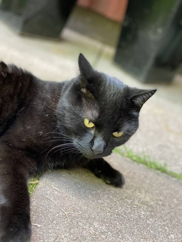 Katt - Bosse Katt - Bosse