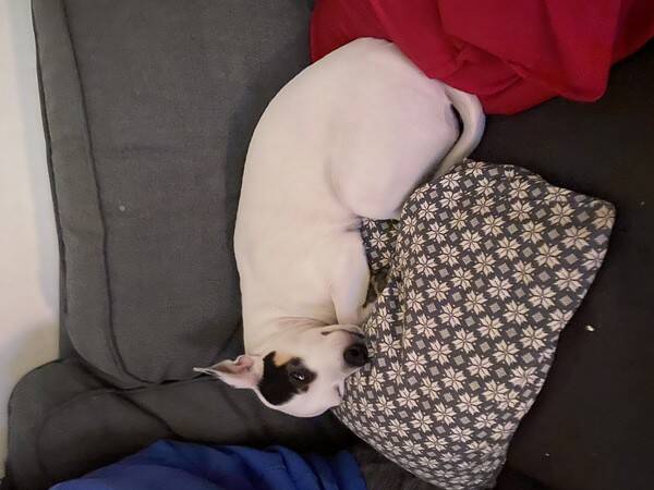 Hund - Smulan-Jackrussel /Chihuahua