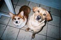 Corgi og GoldenRetriver/Labrador Corgi og GoldenRetriver/Labrador