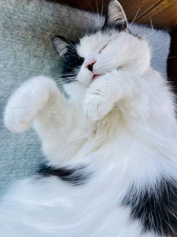 Katt