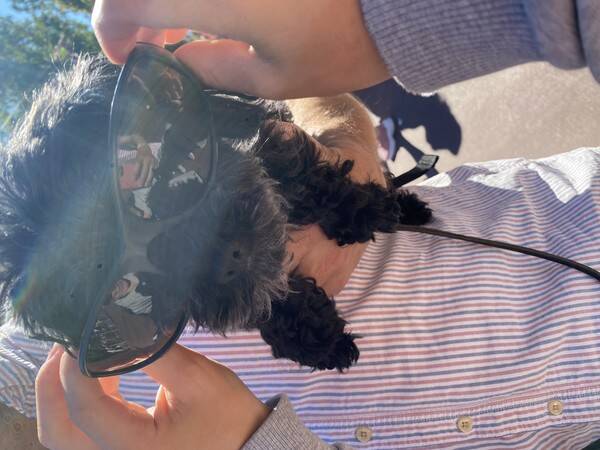 Hund - Chipoon Harald 