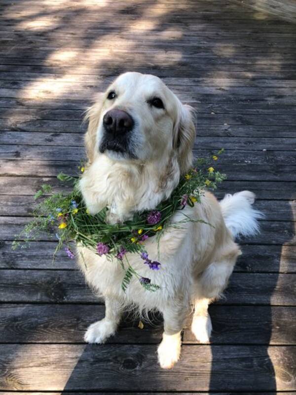 Hund
