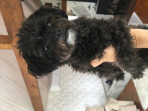 Hund - Pomapoo 