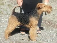 Hund