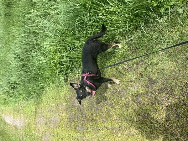 Hund - Vera 2 r