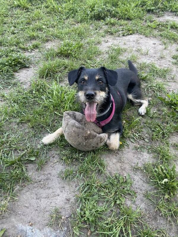 Hund - Vera 2 r