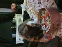 Katt
