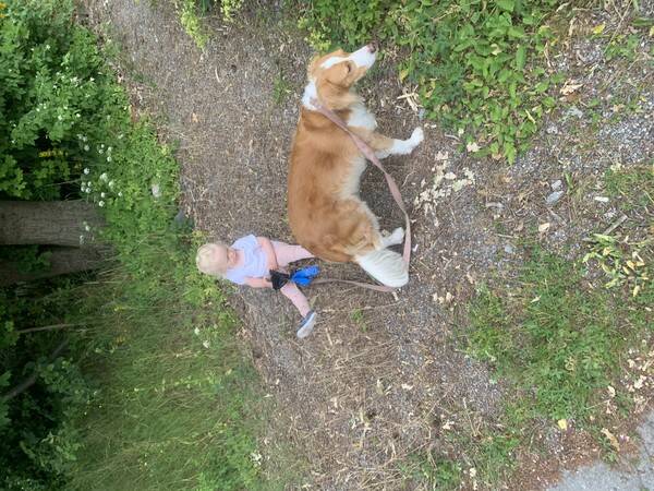 Hund - Kira, rescue och blandras