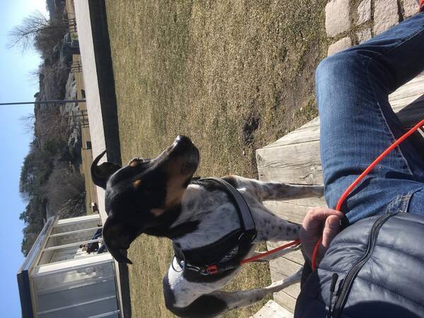 Hund - Dansk svensk grdshund