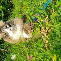 Norsk skogskatt Styrax 