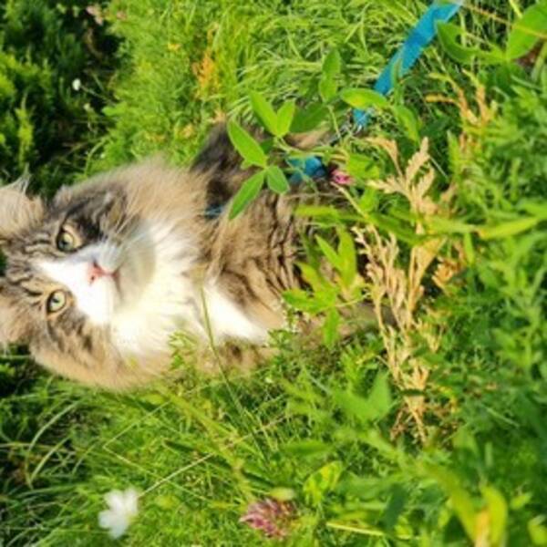 Katt - Norsk skogskatt Styrax 