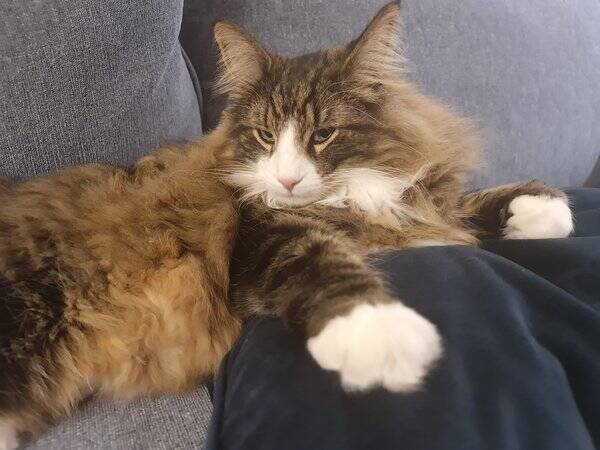 Katt - Norsk skogskatt Styrax 