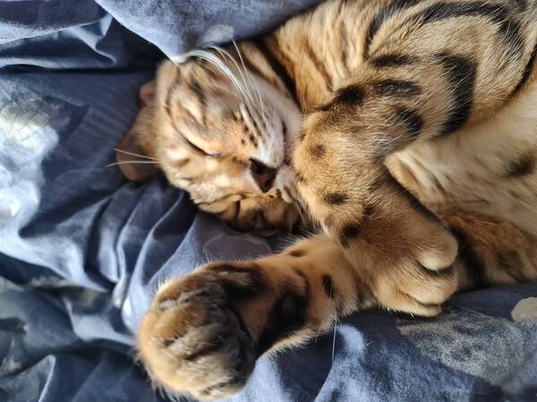 Katt - Bengal katt Akilli