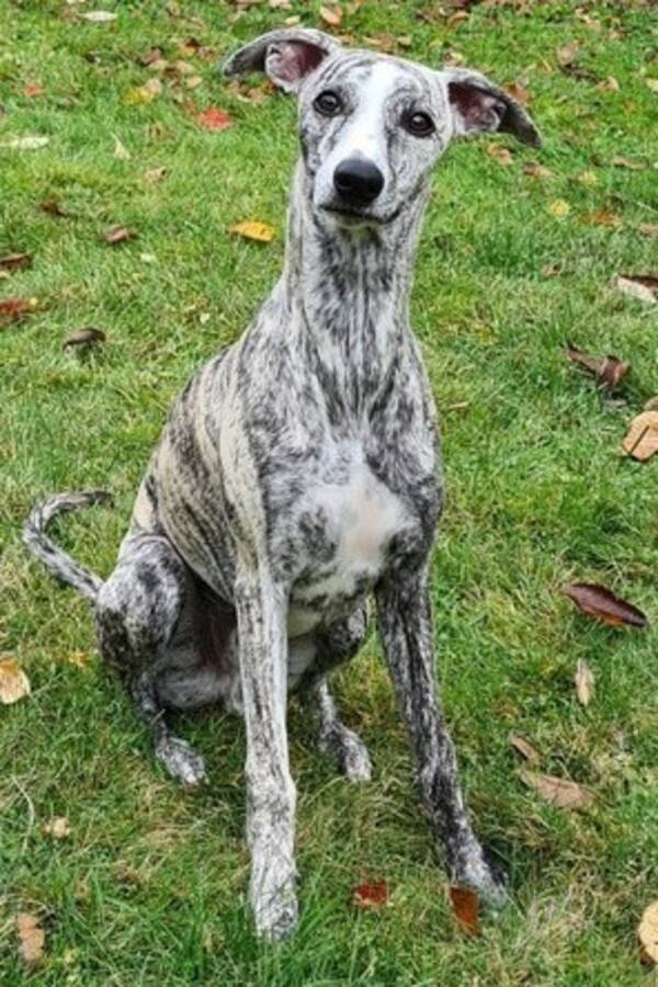 Hund - Whippet Otto 