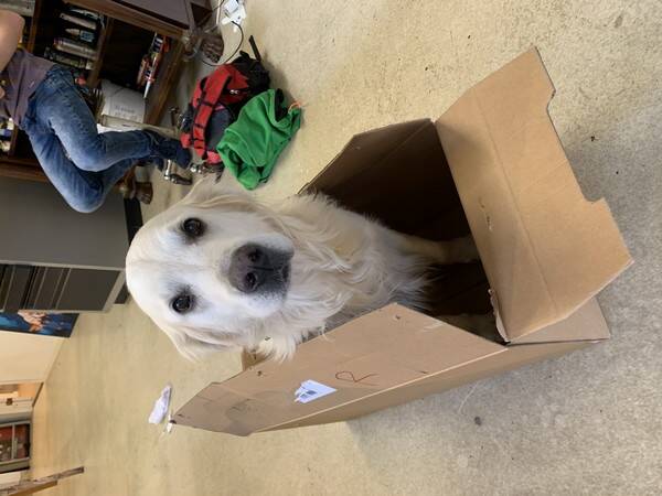 Hund -  Jackie