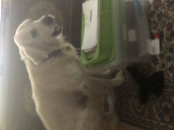 Hund -  Jackie Hund -  Jackie