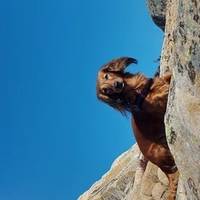 Dvergdachshund 