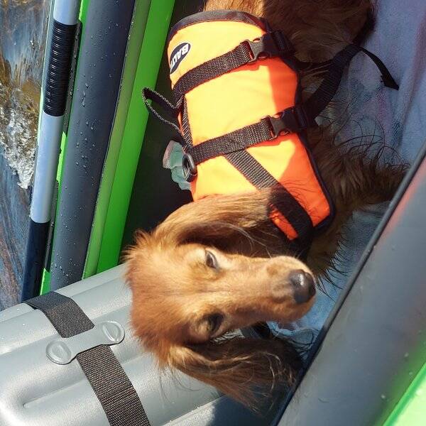 Hund - Dvergdachshund 