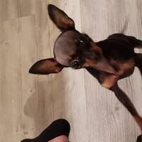 Hund