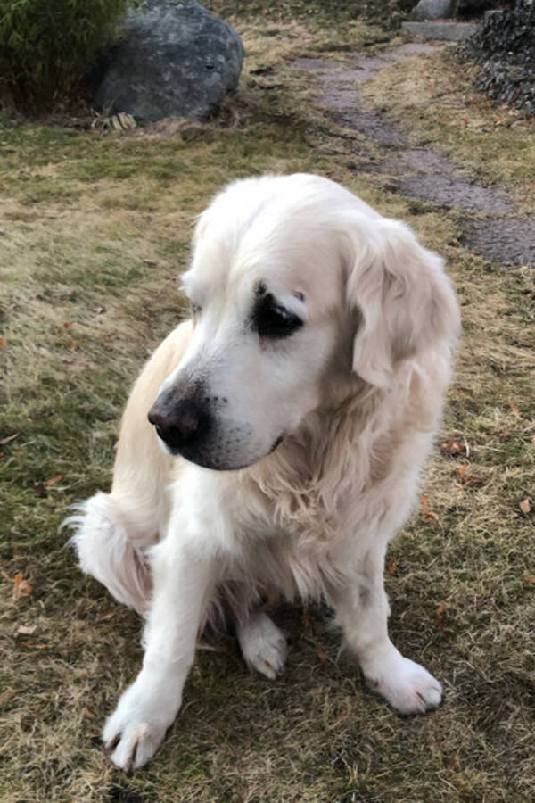 Hund -  Jackie Hund -  Jackie