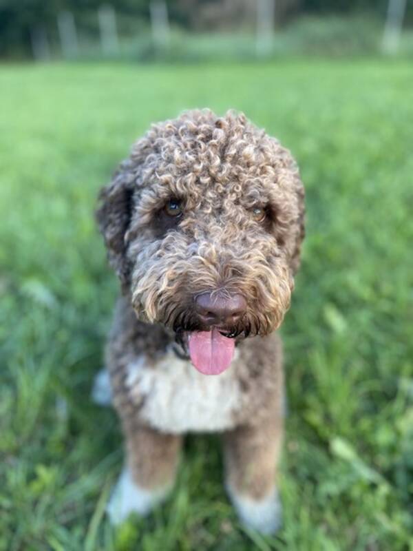 Hund - Charlie