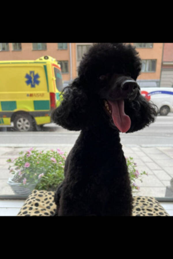 Hund - Pudeln Apollo