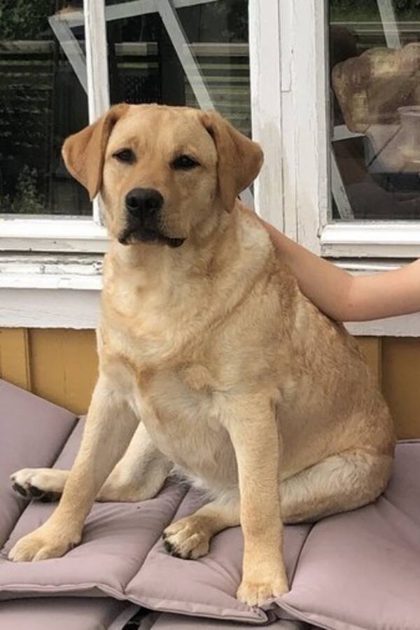 Hund - Labradortiken Scilla