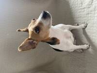 Dansk svensk grshund