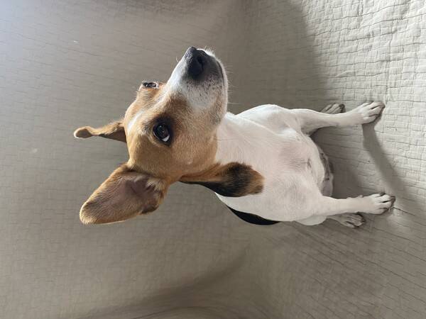 Hund - Dansk svensk grshund